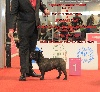  - WORLD DOG SHOW BUDAPEST